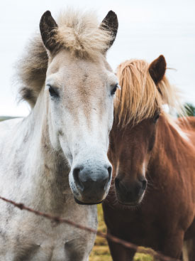 horses